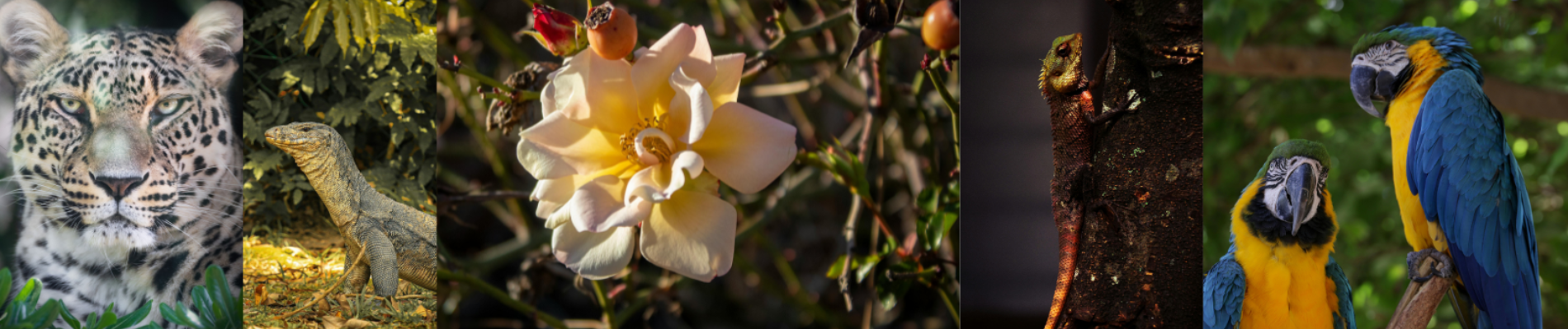 nature and wildlife 3